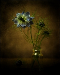 Nigelle de Damas