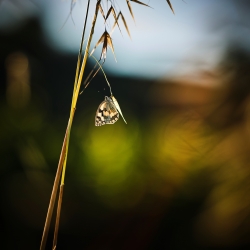 Lumière du matin