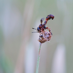 Le Sicus  ferrugineux