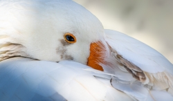 L'oie blanche