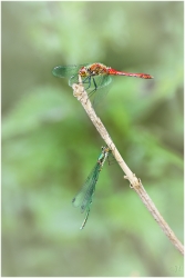 Cohabitation