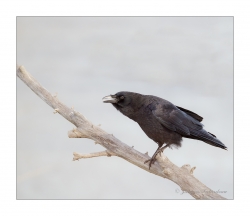 Maître Corbeau