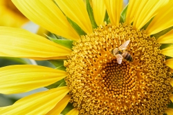I'd like to bee...