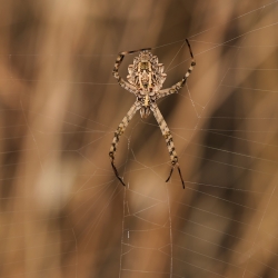 Argiope lobée ou soyeuse