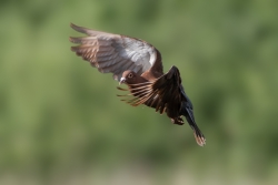Pigeon vole