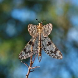 Les ailes déployées
