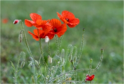 Sauvages et fragiles