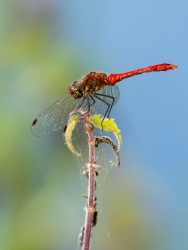 Petite Rouge