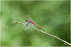 La Sympetrum Rouge-Sang