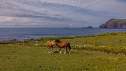 Irish Cob