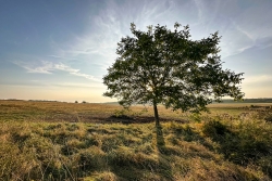 L'arbre
