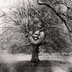Arbre de vie 2