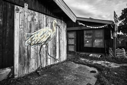 Aigrette en cabane