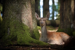 Biche, oh ma biche...