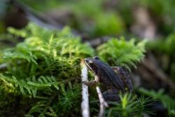 Grenouille