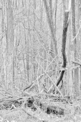 Forêt