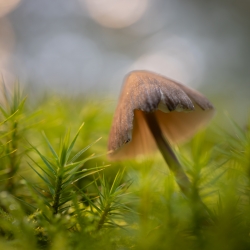 Champignon