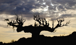Les racines du ciel
