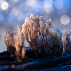 Champignons