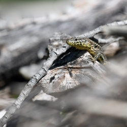 Lézard des murailles