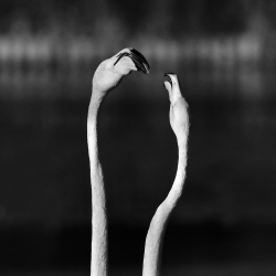 Tête àTête