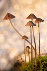 Champignons (2)