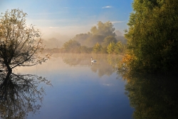 Cygne matinal