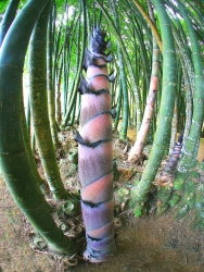 Forêt de bambous