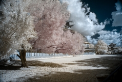 Le jardin des plantes