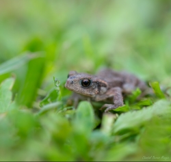 Le crapaud