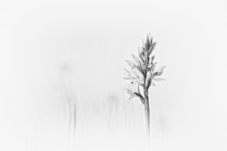Minimale
