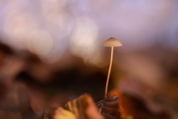 Champignon