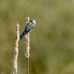 Mésange bleue