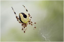 araneus marmoreus