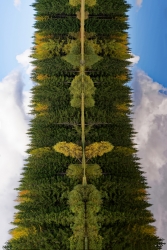 Totem