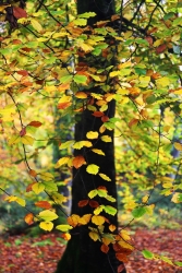 Couleurs d'automne en Somme