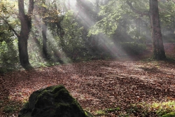 Rayons