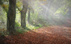 Rayons acérés