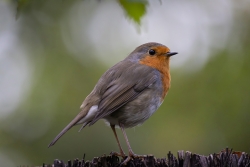 Rouge gorge