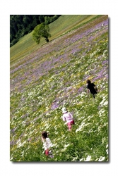 Foin en fleurs