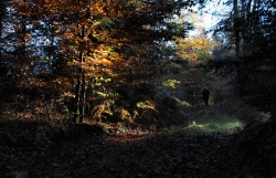 Sous les frondaisons