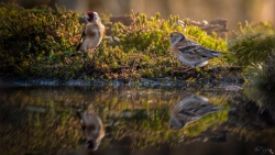 Conciliabule au bord de l'eau