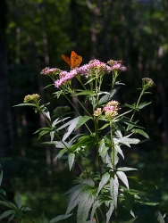 Le papillon orange