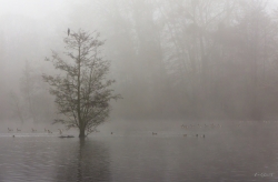 Douceur Hivernale