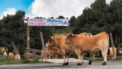 L'arivée des sportifs à Font-Romeu