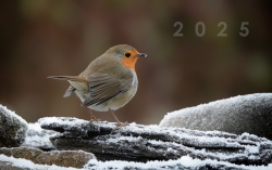 Les pattes dans la neige...