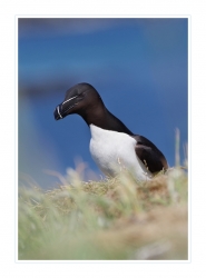 Pingouin Torda