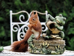 La grenouille et l'écureuil
