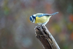 Petite mésange, bleue de froid...