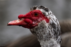 Canard de Barbarie